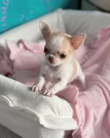 Oszałamiająca filiżanka Chihuahua. Oszałamiająca filiżanka Chihuahua.