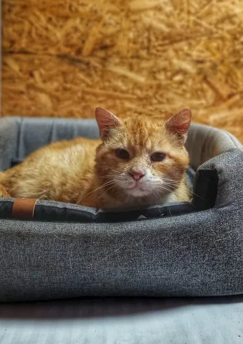 garfield-madry-ulozony-wspanialy-kot-148852-sprzedam.webp