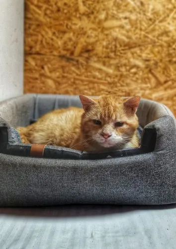 garfield-madry-ulozony-wspanialy-kot-148852-warszawa.webp