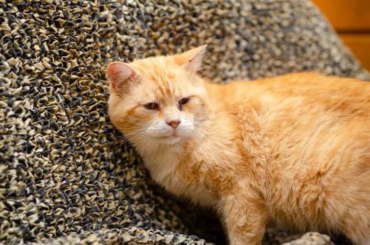 Garfield - mądry, ułożony, wspaniały kot!