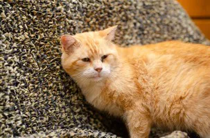 Garfield - mądry, ułożony, wspaniały kot! Garfield - mądry, ułożony, wspaniały kot!