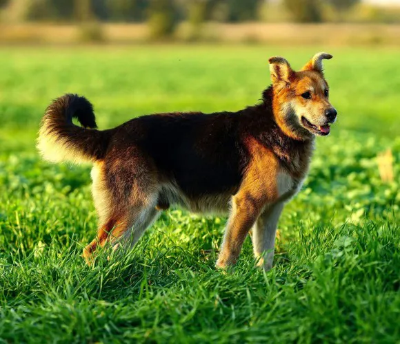 fantastyczny-fido-szuka-domu-na-zawsze-149034-sprzedam.webp