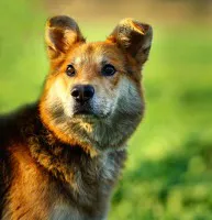 Fantastyczny Fido szuka domu na zawsze! Fantastyczny Fido szuka domu na zawsze!