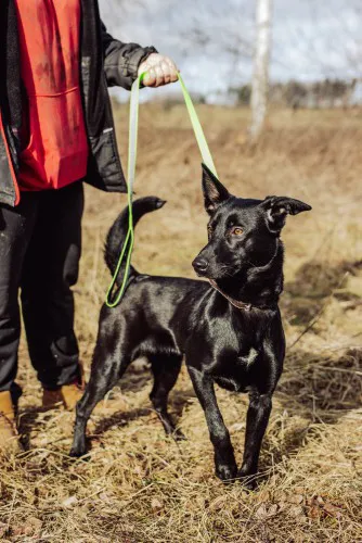 megan-niekonfliktowa-madra-wesola-sunia-149035-psy.webp