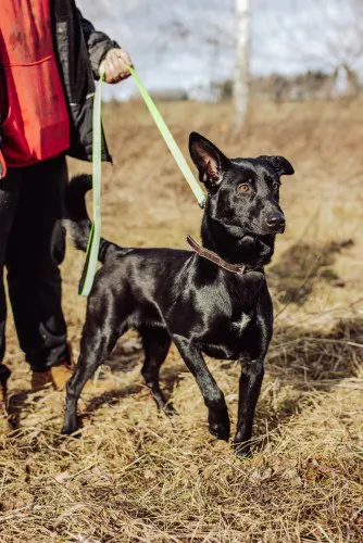 megan-niekonfliktowa-madra-wesola-sunia-149035-sprzedam.webp