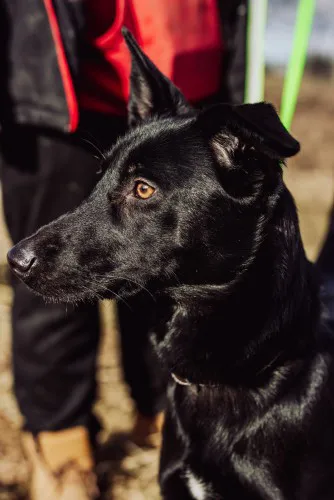 megan-niekonfliktowa-madra-wesola-sunia-149035-warszawa.webp