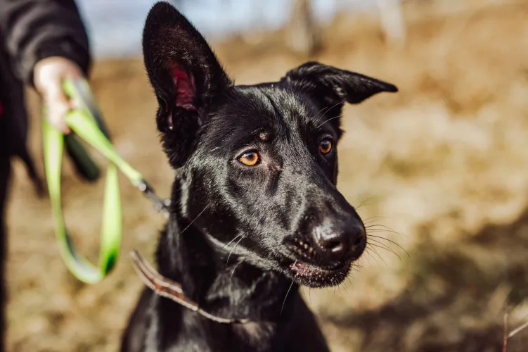 megan-niekonfliktowa-madra-wesola-sunia-149035-zdjecia.webp