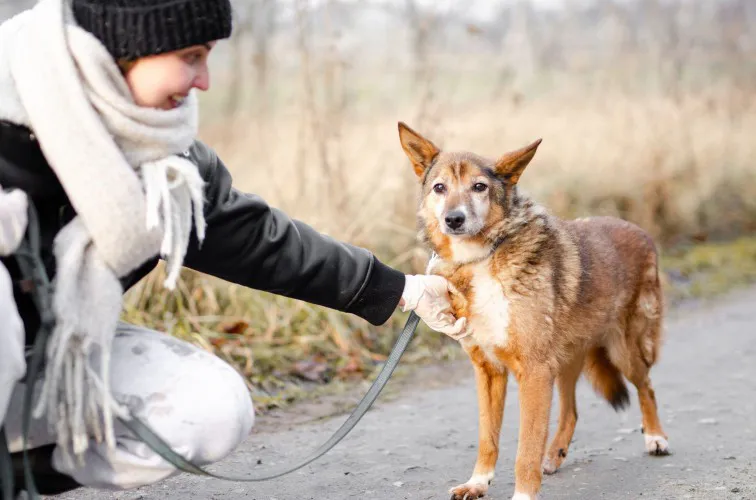 lisia-cale-zycie-niepotrzebnakochana-suczka-do-adopcji-149358-sprzedam.webp