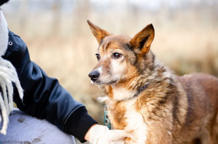 lisia-cale-zycie-niepotrzebnakochana-suczka-do-adopcji-149358-warszawa-foto.webp