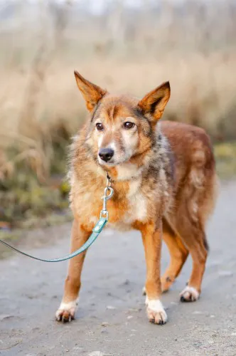 lisia-cale-zycie-niepotrzebnakochana-suczka-do-adopcji-149358-warszawa.webp