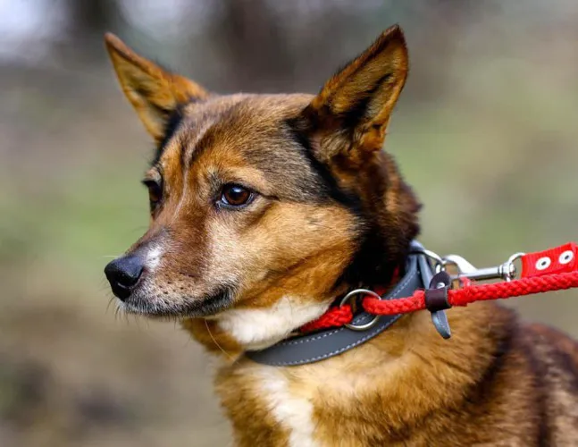 lisia-cale-zycie-niepotrzebnakochana-suczka-do-adopcji-149358-zdjecia.webp