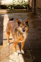 Lisia - całe życie niepotrzebna...Kochana suczka do adopcji Lisia - całe życie niepotrzebna...Kochana suczka do adopcji