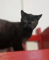 Koks - najsmutniejszy kociak w schronisku... Koks - najsmutniejszy kociak w schronisku...
