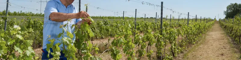 Prace wiosenne na winnicy Prace wiosenne na winnicy