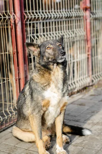 lara-psi-aniol-do-pokochania-149523-warszawa.webp