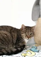 Oczko - cudowna koteczka pilnie szuka domu! Oczko - cudowna koteczka pilnie szuka domu!