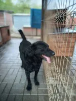 Pluto - fantastyczny LABRADOR mix szuka domu! Pluto - fantastyczny LABRADOR mix szuka domu!