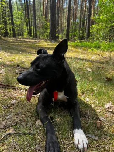 kali-wychowany-domowy-ttb-mix-szuka-domu-149792-warszawa-foto.webp