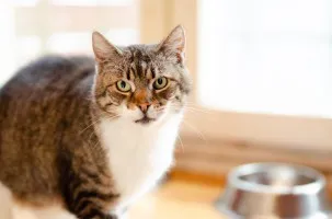 Cudowna Serafina - kocia księżniczka szuka domu Cudowna Serafina - kocia księżniczka szuka domu