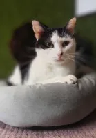 Spokojny, delikatny, grzeczny kotek Drucik Spokojny, delikatny, grzeczny kotek Drucik
