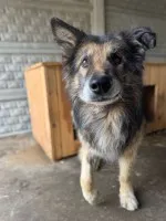 Aron - kto pokocha starszego psa? Aron - kto pokocha starszego psa?